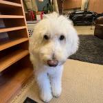 Photo of Sasha / Sadie