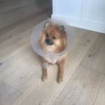 Photo of Star/ Hudson