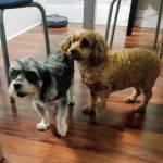 Photo of Remy, Kali, Amber & Louie