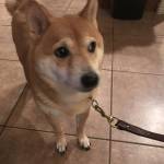 Photo of Finn and Fritz