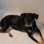 Photo of Gino & Chloe