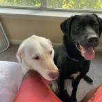 Photo of Gatsby & Max