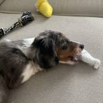 Photo of Bradley Pauer