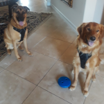 Photo of Whiskey and River