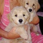 Photo of Bailey and Mocha