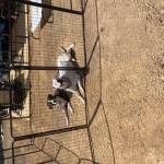 Photo of Bodie and Girtie