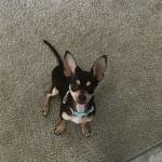 Photo of Daisy and Boston