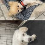 Photo of Lucki & Poppy