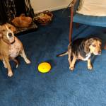 Photo of Elvis & Annabie