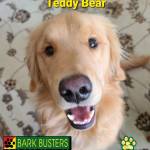 Photo of Teddy Bear