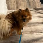 Photo of Julius / Peanut / Sparkles