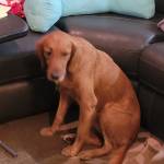 Photo of Apollo, Aphrodite, Xena & Trixie