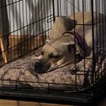 Photo of Bandit , Leo ,Gigi , trixie