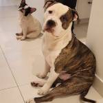 Photo of Zeus, Puppy & Lilac