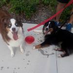 Photo of Scarlett and Sadie