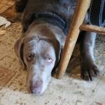 Photo of Jax, Rocky & Ruby