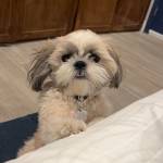 Photo of Nala / Walter