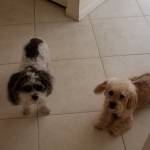 Photo of Elkin and Jake