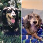 Photo of Squirt & Wiener Dog