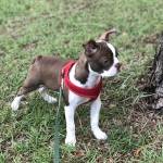 Photo of Sammie Pinecone