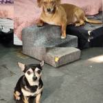 Photo of Brownie & Caramel