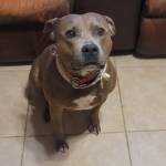 Photo of Zena, Hercules, Rello, Wrigley & Nika