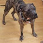 Photo of Bocephus, Roxie and Isabella