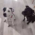 Photo of Domino & Rocco