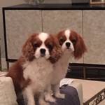 Photo of Enzo and Sonny