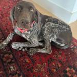 Photo of Tiger / Dali