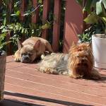 Photo of Kingsley & Phoebe