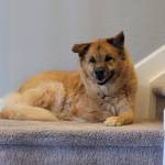 Photo of Sheriff & Leo