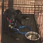 Photo of KC, Ivory, Marley