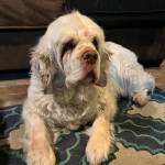 Photo of Shirley Jo / Dolby