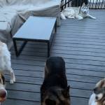 Photo of Teddy, Oliver, Gable & Dany