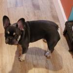 Photo of Sit, Fetch & Magic