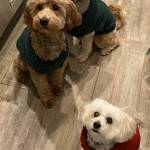 Photo of ROMEO, LEO &. TEDDY