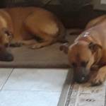 Photo of Reggie and Baxter