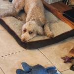 Photo of Connor & Charlie