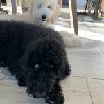 Photo of Casper/ Marley / Luna / Coco