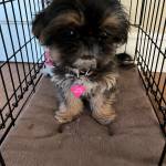 Photo of Bug / Pumkin