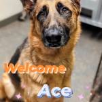 Photo of Ace