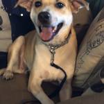 Photo of Ziggy (Stardust)