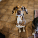 Photo of Milky Way and Reba 