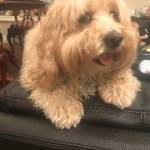 Photo of Indy and Ollie