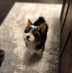 Photo of Rocky Smith