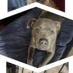 Photo of Zoe, Winter, and Gunner