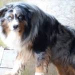 Photo of Basil / Bowie