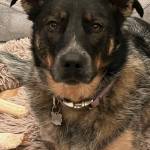 Photo of Hank & Maggie