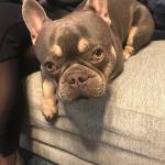 Photo of Rocky / Mlowgi